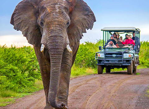 Afrika & Safari Turları